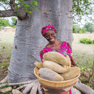 Baobab: o superalimento africano